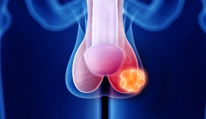 고환 올림근 3D 일러스트