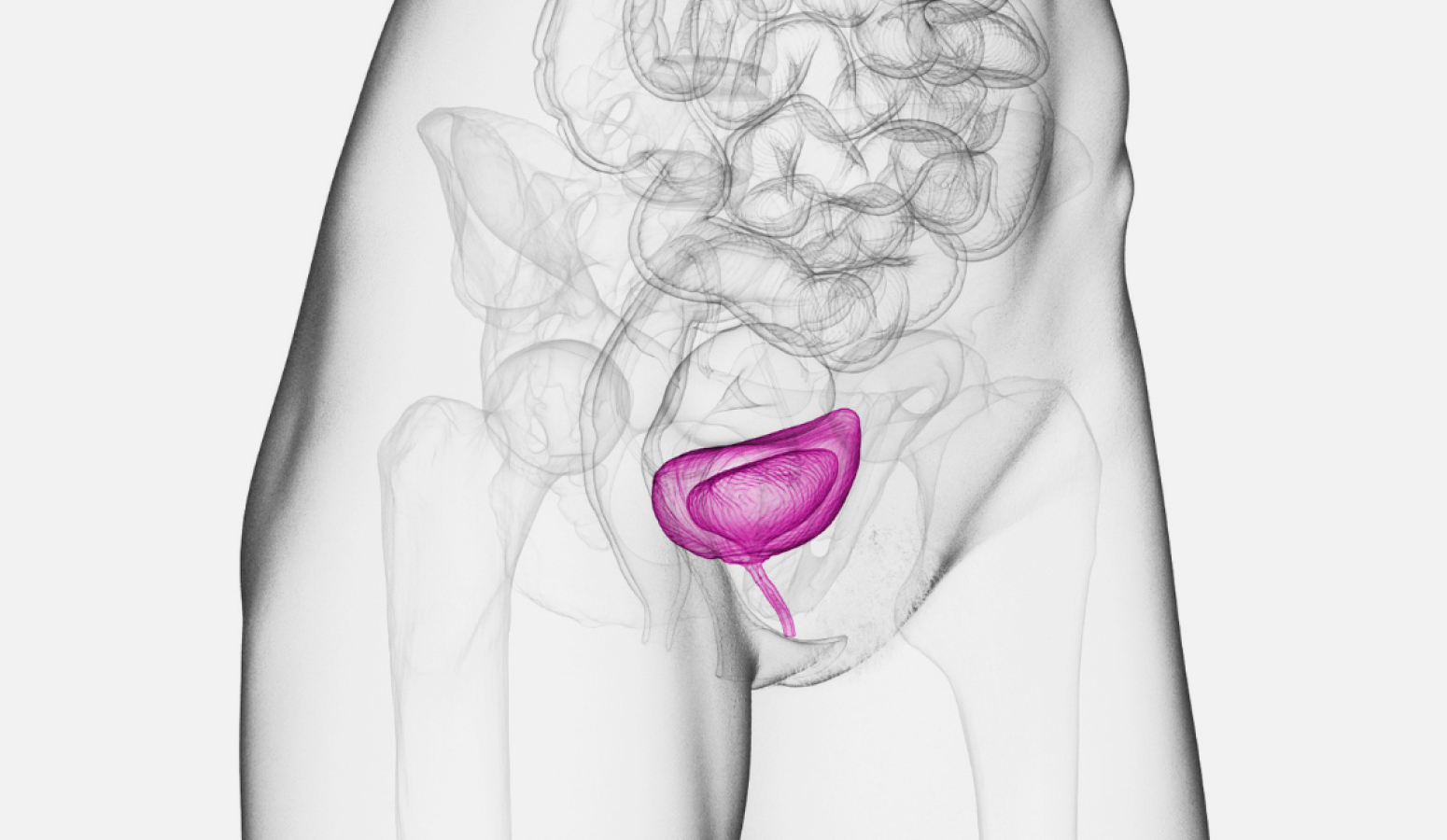 짧은 요도 3D 일러스트