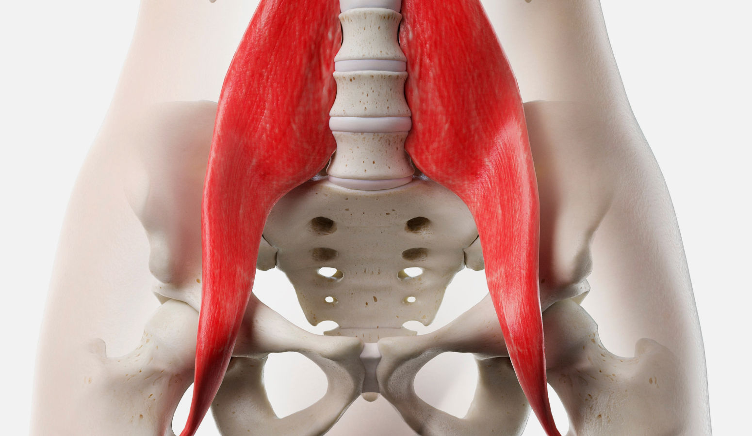 근육 구조 일러스트