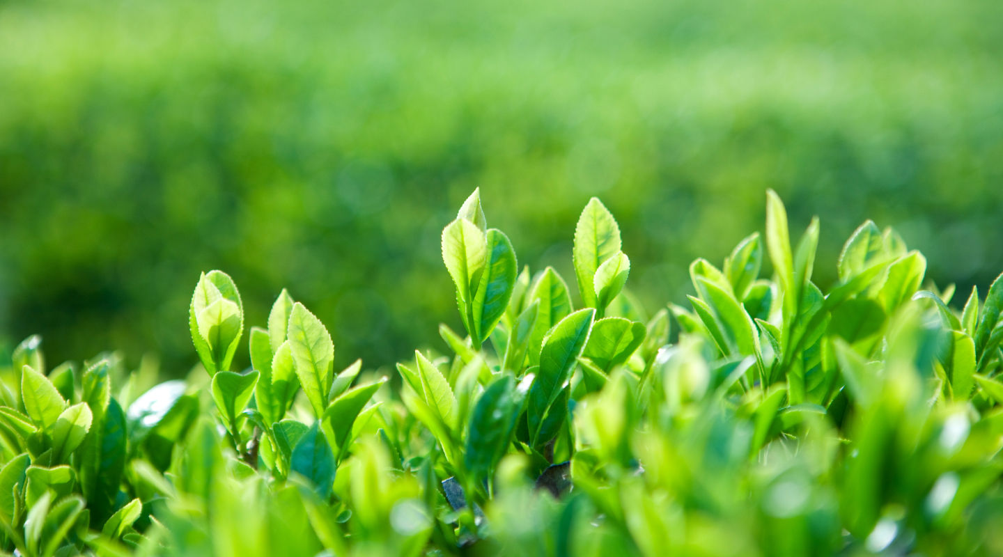 포톤테라피란 상징 이미지