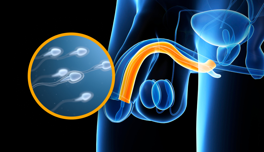 정액검사 일러스트