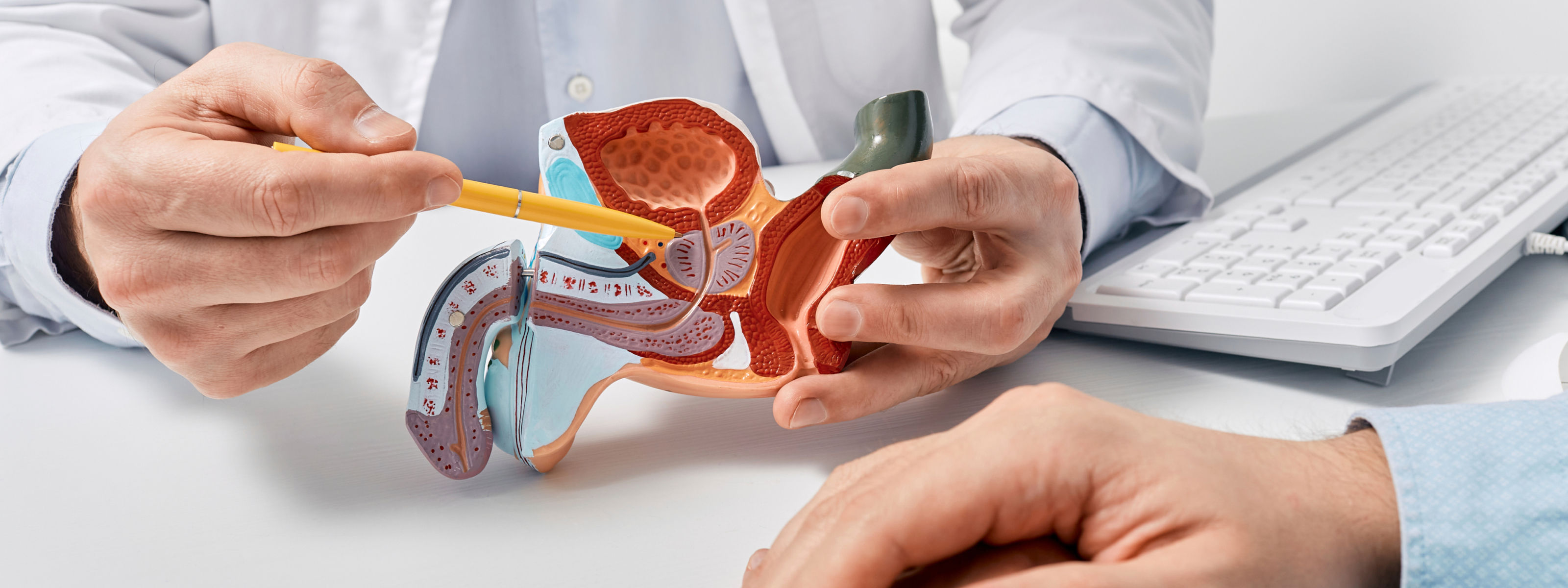 남성의 생식 기관 구조 모형을 들고 상담 중인 의료진