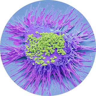 마이코플라즈마