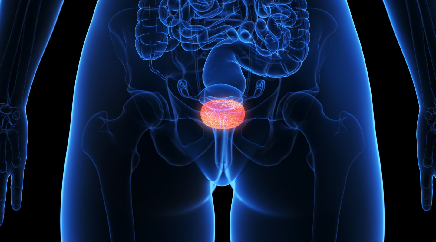 방광 3D 일러스트