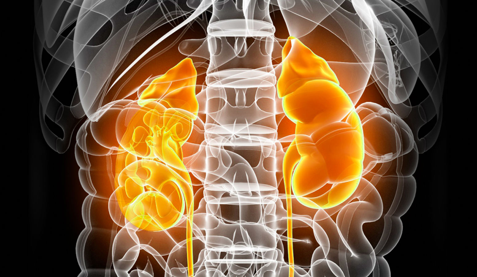 신장 3D 일러스트