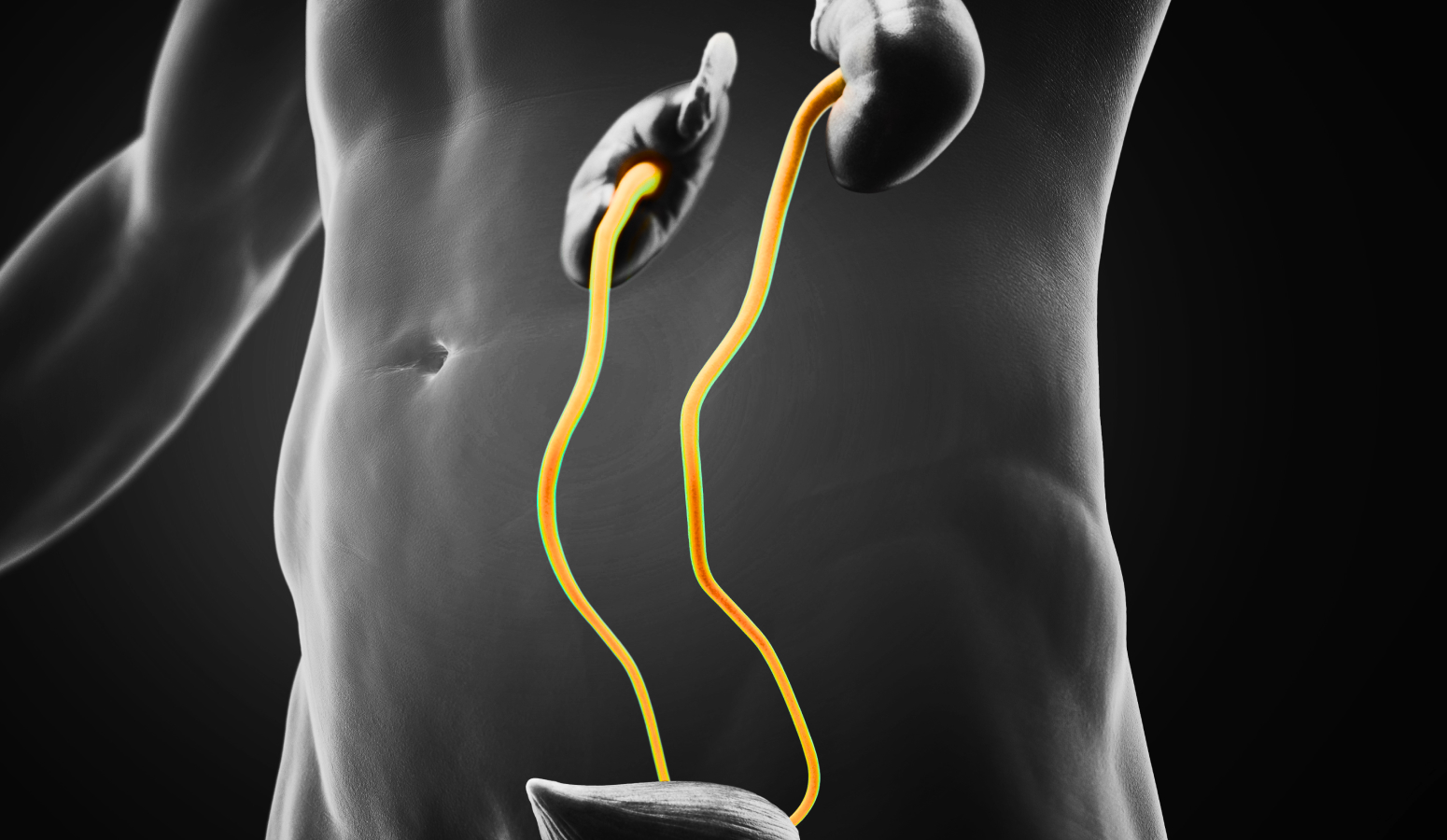 요관 3D 일러스트