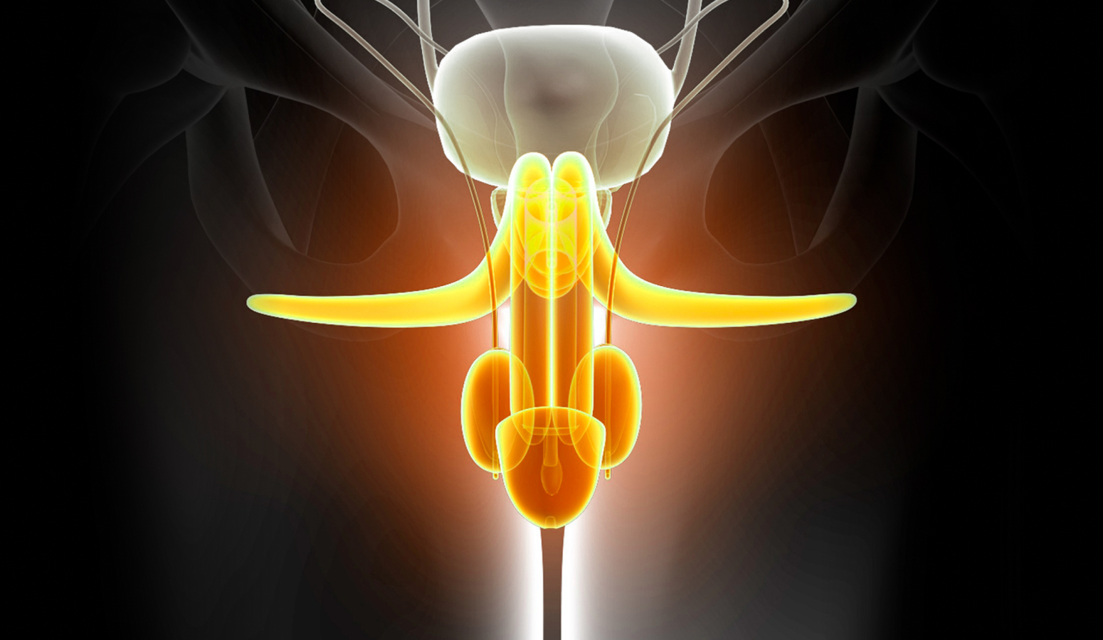 전립선 3D 일러스트