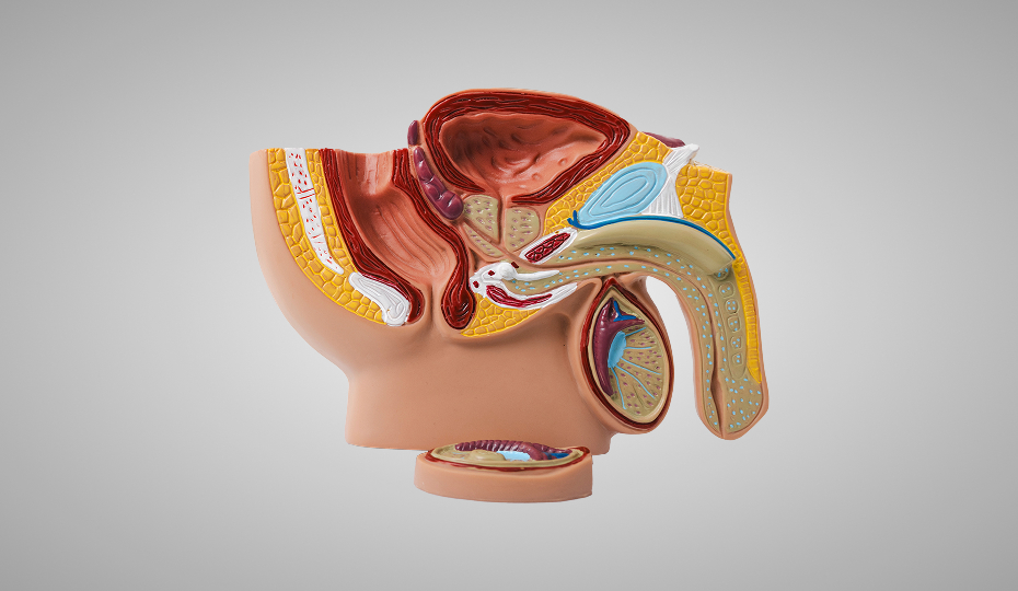 비뇨질환 관련 신체 구조 일러스트